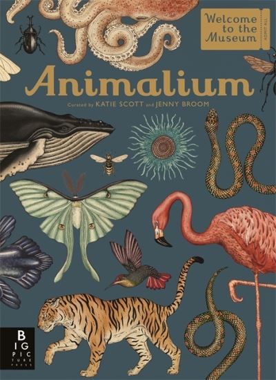 Animalium Hardback Book