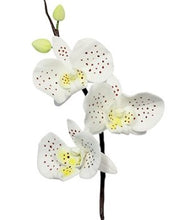 Load image into Gallery viewer, PME Fondant Cutters - Moth Orchid
